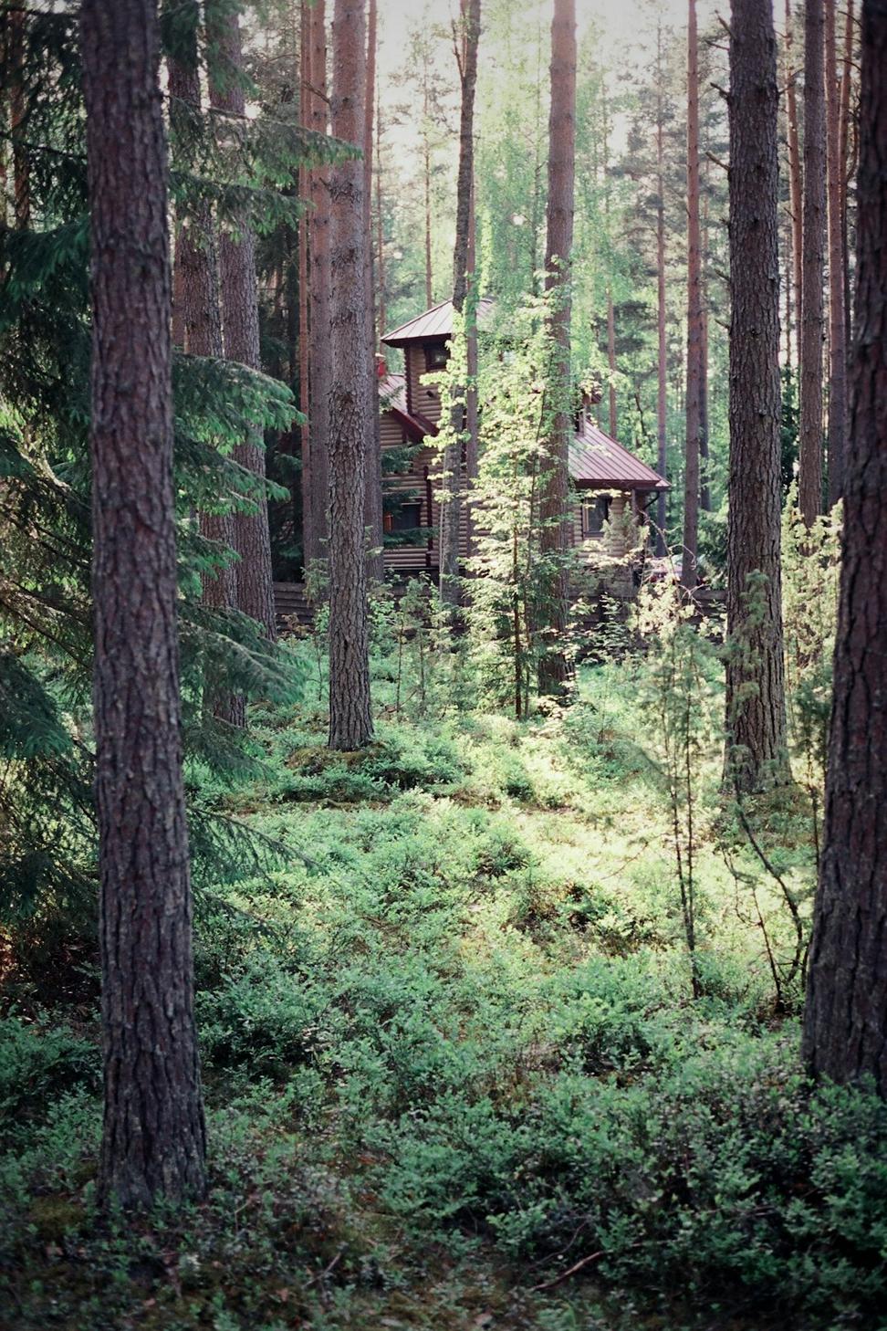 Future Treehouse Suites